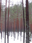 Snowshoe hiking | Hagfors/Ekshärad | Värmland | Sweden